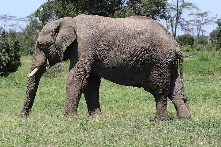 ナイロビ発オル・ペジェタ・コンサーバンシープライベートサイサファリ日帰り旅行