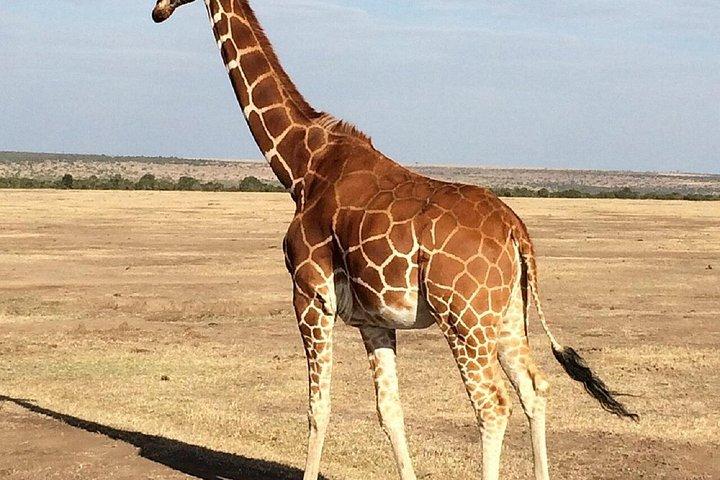 ナイロビ発オル・ペジェタ・コンサーバンシープライベートサイサファリ日帰り旅行