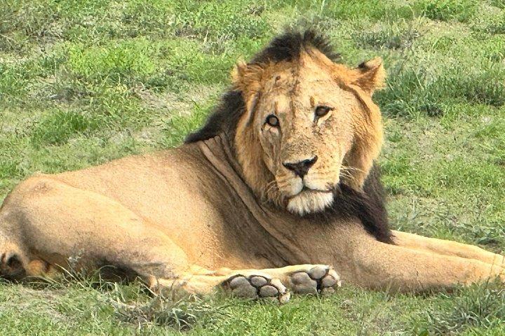 3 Days Maasai Mara Game Safari With Options