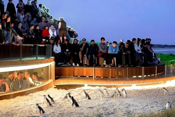Luxe privétour naar Phillip Island Penguin Plus vanuit Melbourne