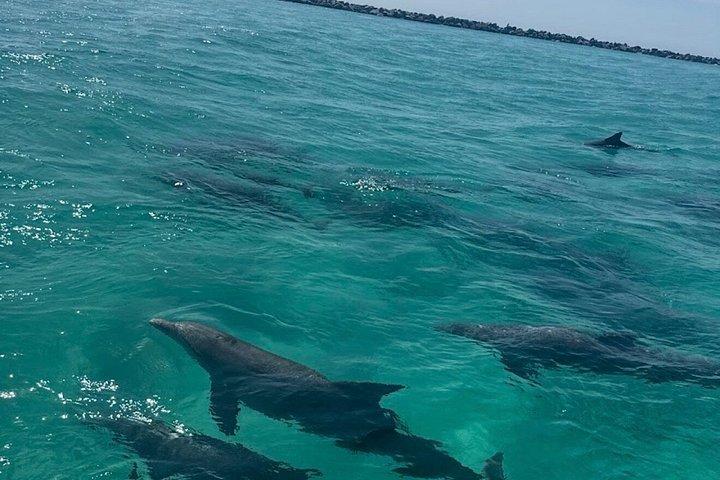 Croisière Dolphin à Destin FL