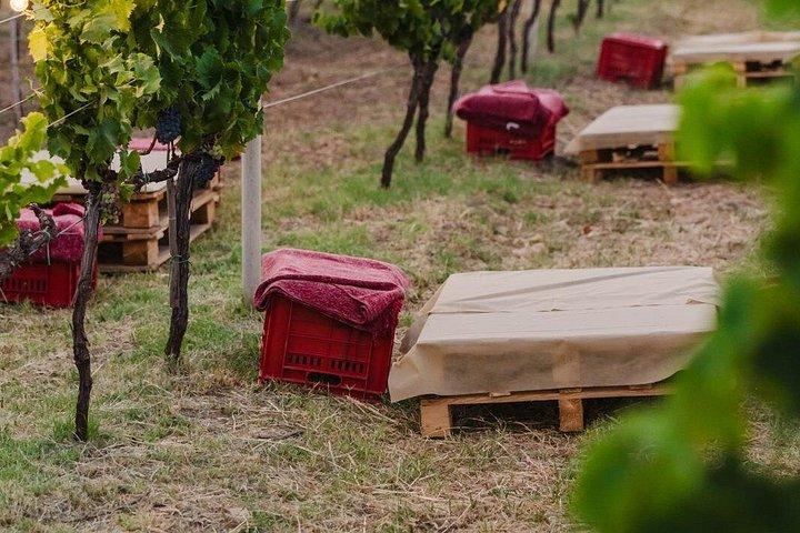 エトナの高級ワイナリーでのワインテイスティング、パルメントでのランチ、そしてドライバー