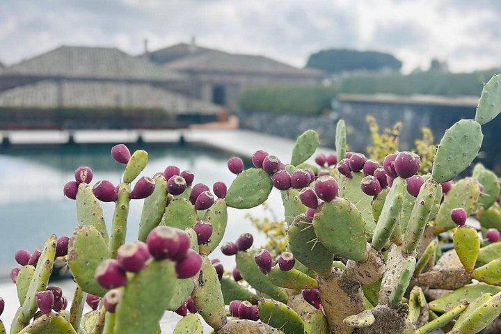 エトナの高級ワイナリーでのワインテイスティング、パルメントでのランチ、そしてドライバー