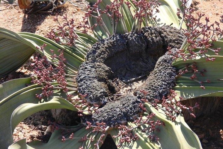 Vidunderlig Welwitschia Goanikontes Moonlandscape Tour