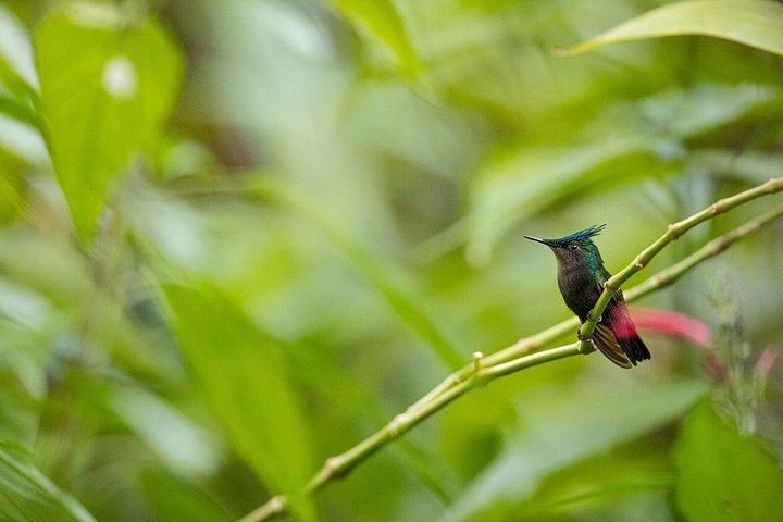 セントルシア日の出バードウォッチングと熱帯雨林ハイキング（朝食付き）
