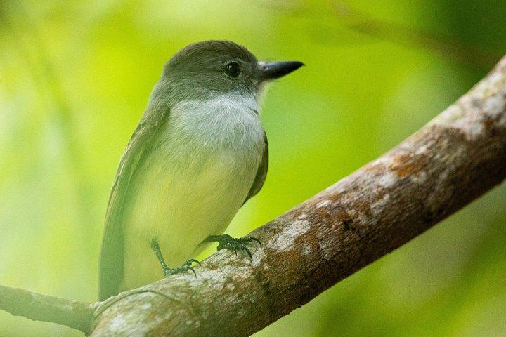 セントルシア日の出バードウォッチングと熱帯雨林ハイキング（朝食付き）