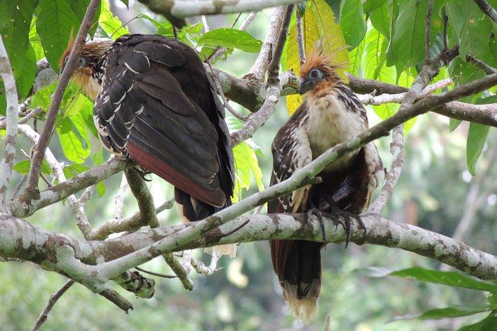 4-daagse privé Huaorani Amazon Adventure