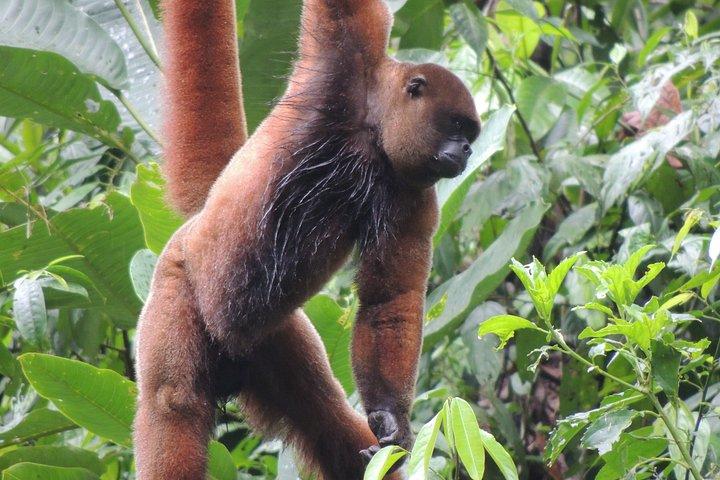 4-daagse privé Huaorani Amazon Adventure