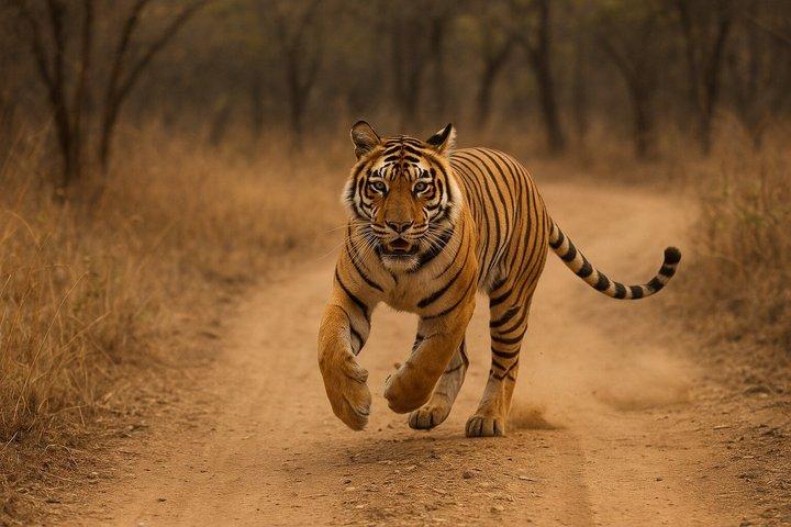 Gita di un giorno al Parco Nazionale Ranthambore da Jaipur - All inclusive