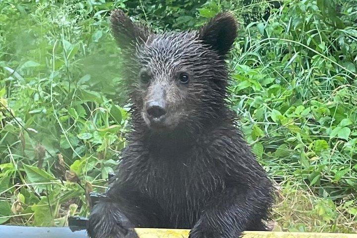 1日旅行ベアサンクチュアリ、ドラキュラ城、ブラショフからラスノフ要塞