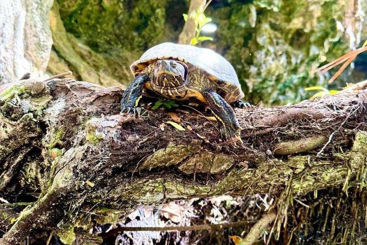 アクマルでセノーテとカメと泳ぐプライベートツアー