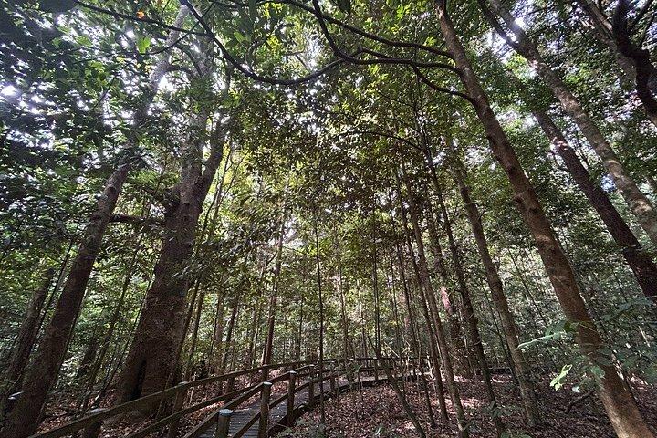 Private Half Day Tour: World Heritage Rainforest & Waterfall
