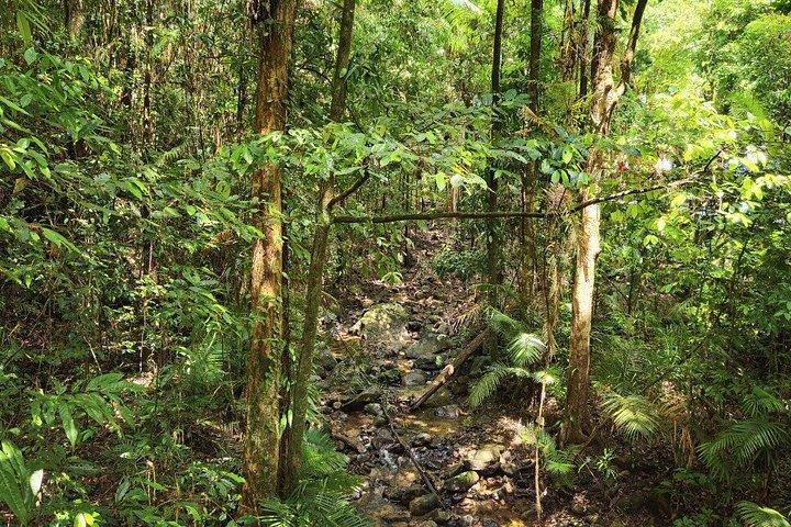 Private Cape Tribulation and Mossman Gorge Day Tour