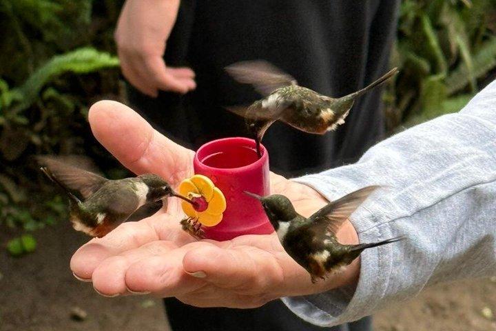 キト発、ミンド島プライベート日帰りツアー