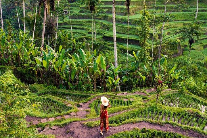 Tour privato a Ubud con pranzo