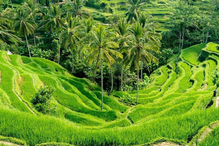 Tour privato a Ubud con pranzo