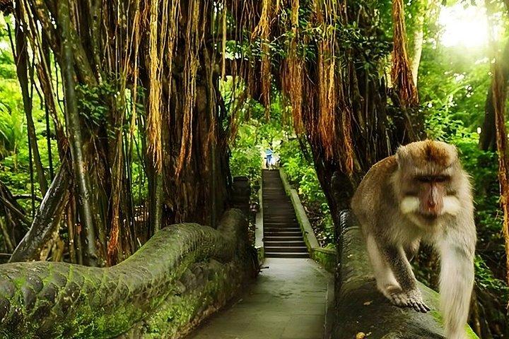Tour privato a Ubud con pranzo