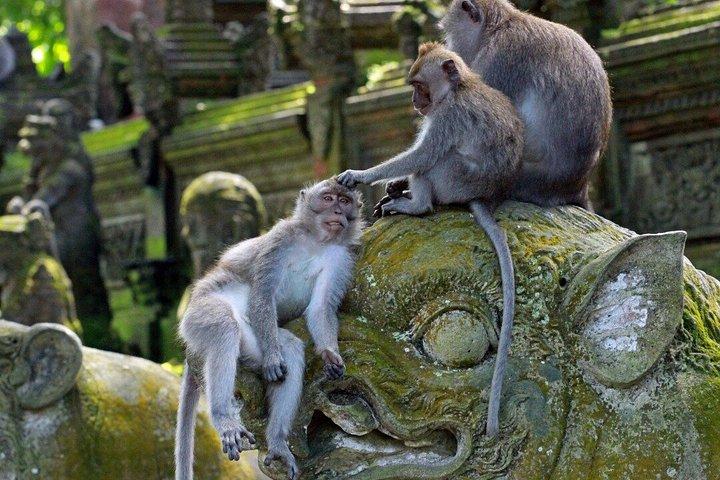 Tour privato a Ubud con pranzo