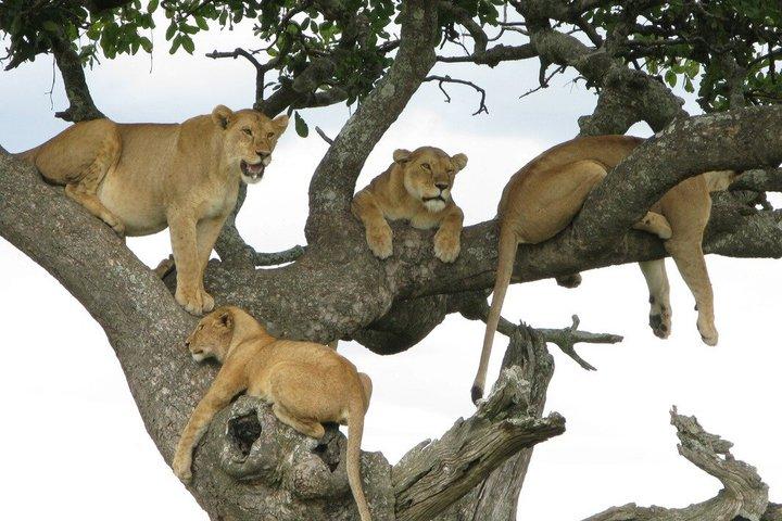 3-dages luksussafari i hjertet af Serena Mara