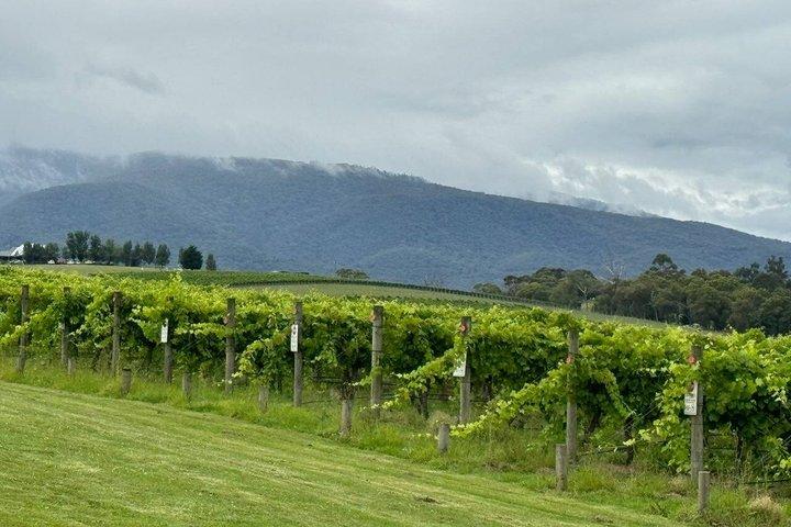 Private Yarra Valley Wine & Food Tour - Kleine Gruppe, All-Inclusive