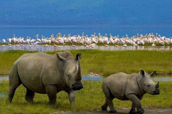 Tour di un giorno al Parco Nazionale del Lago Nakuru da Nairobi