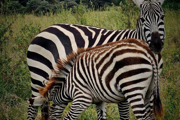 Tagestour zum Lake Nakuru Nationalpark von Nairobi