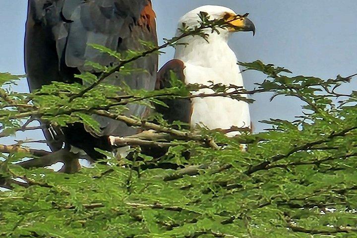 ナイロビ発ナクル湖国立公園日帰りツアー