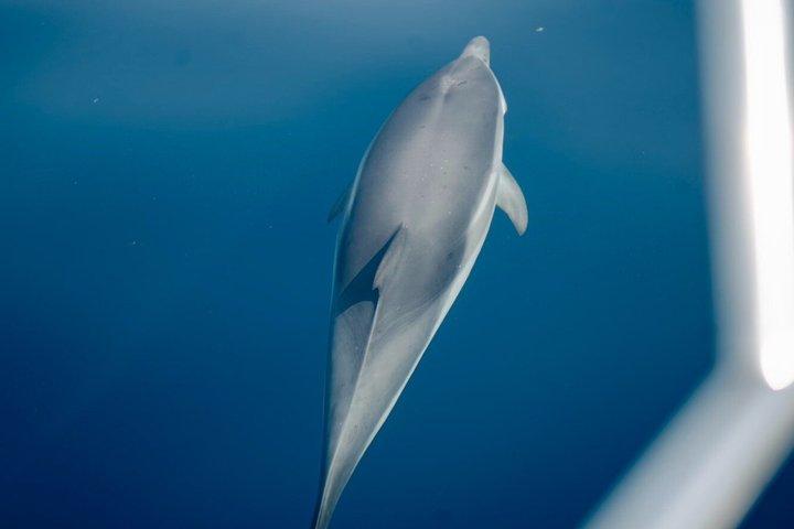 プライベートミニクルーズアンモリアーニ島とドレニア諸島を探索
