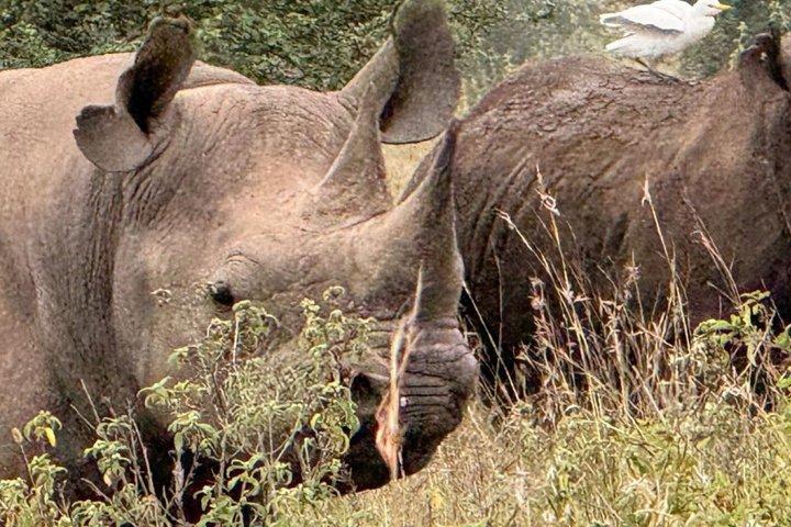 Excursão de um dia ao Ol Pejeta Wildlife Conservancy de Nairobi