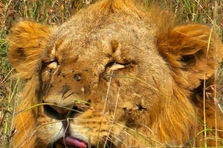 Excursion d'une journée à Ol Pejeta Wildlife Conservancy depuis Nairobi