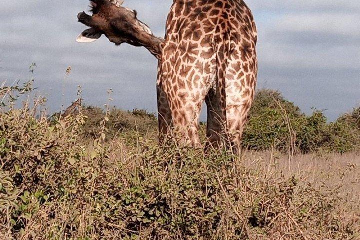 Excursion d'une journée à Ol Pejeta Wildlife Conservancy depuis Nairobi