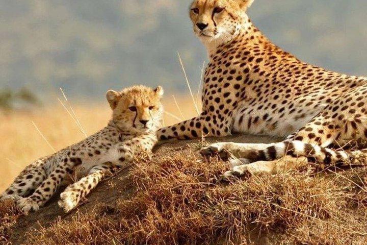Excursion d'une journée à Ol Pejeta Wildlife Conservancy depuis Nairobi