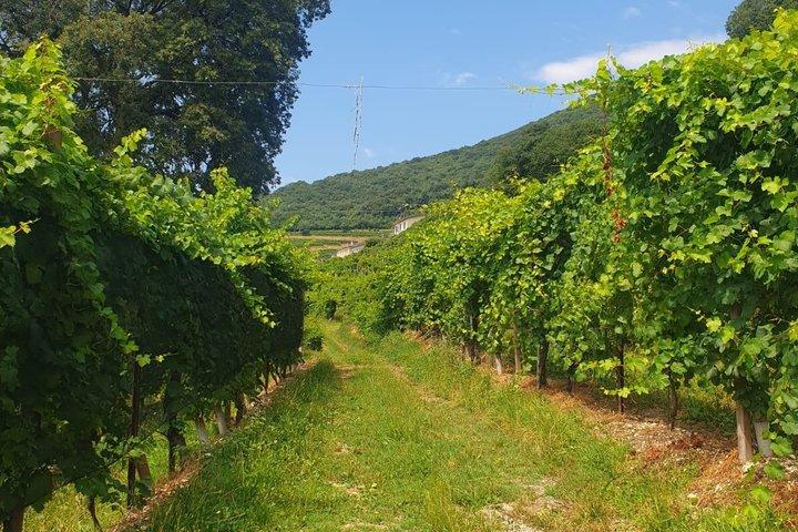 Prosecco-Hügel-Tour von Padua