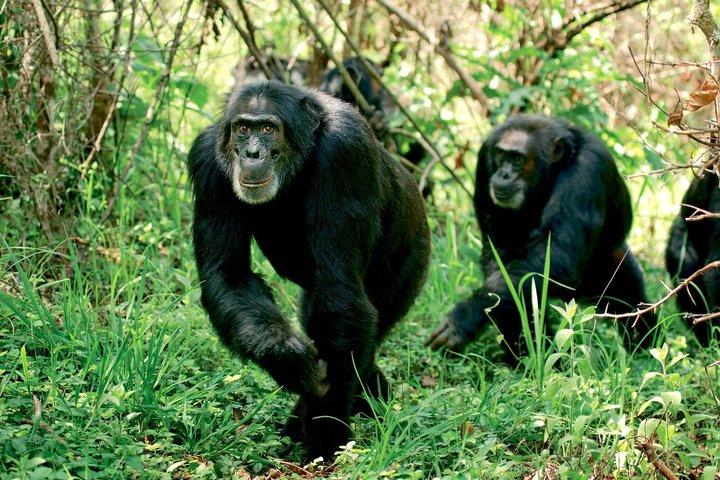 有名なケニアのビッグ5プライベート野生動物サファリ8日間