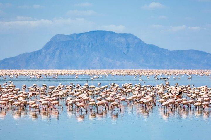 ナイロビ発ボゴリア湖とナクル湖2日間フラミンゴツアー