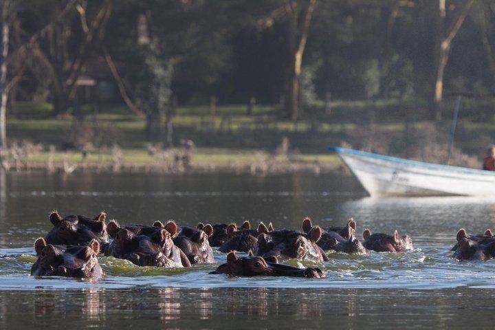 Private Day Tour to Lake Nakuru with optional boat ride