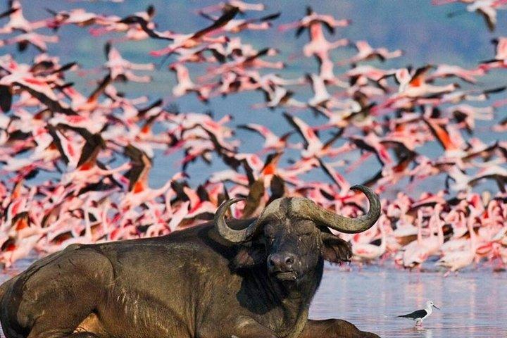 Private Day Tour to Lake Nakuru with optional boat ride