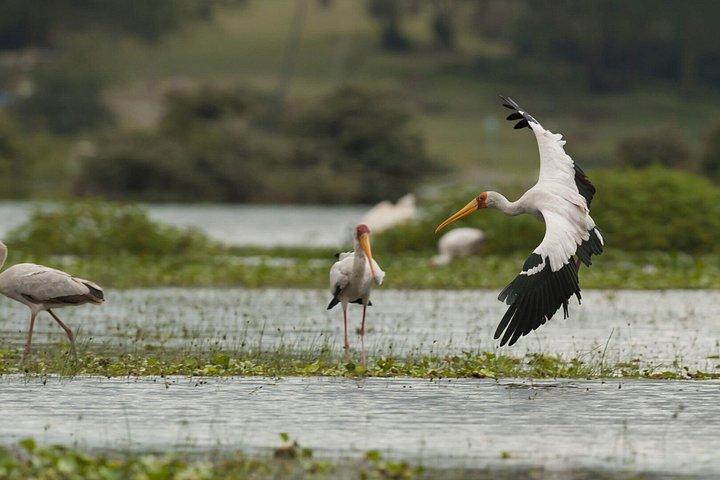 Lake Nakuru Guided Day Trip With Entry Tickets