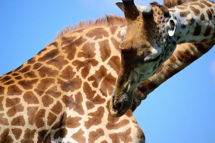 Visita guiada ao Parque Nacional de Nairobi