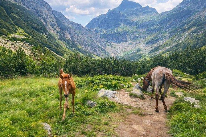 From Sofia: Rila Mountain Easy Hike and Optional Local Lunch