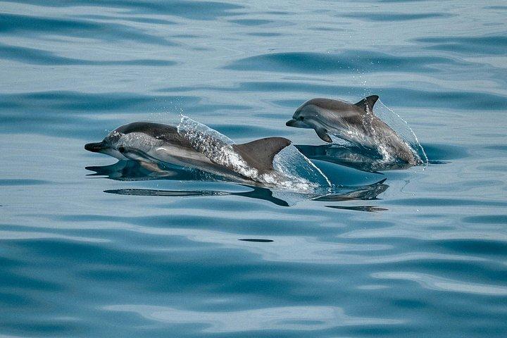 Hoteller i nærheden af Bali Lovina Dolphin Wacthing, Swimm & Snorkeling Tour