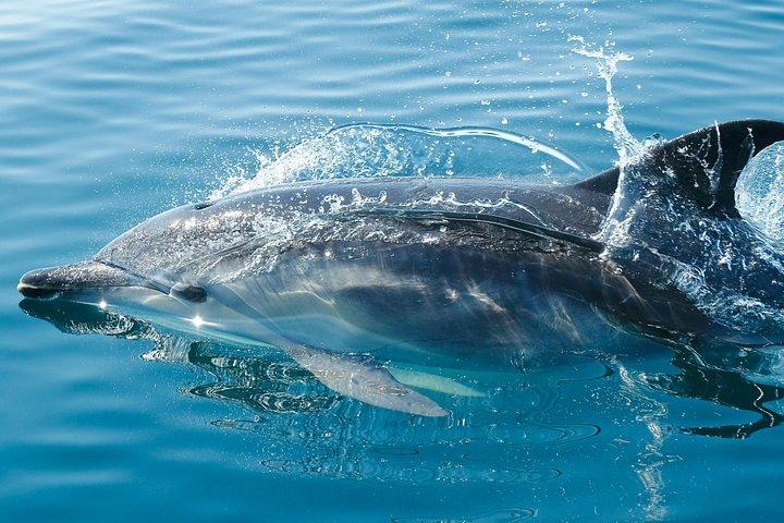 Bali Lovina Dolphin Wacthing, nuoto e snorkeling Tour