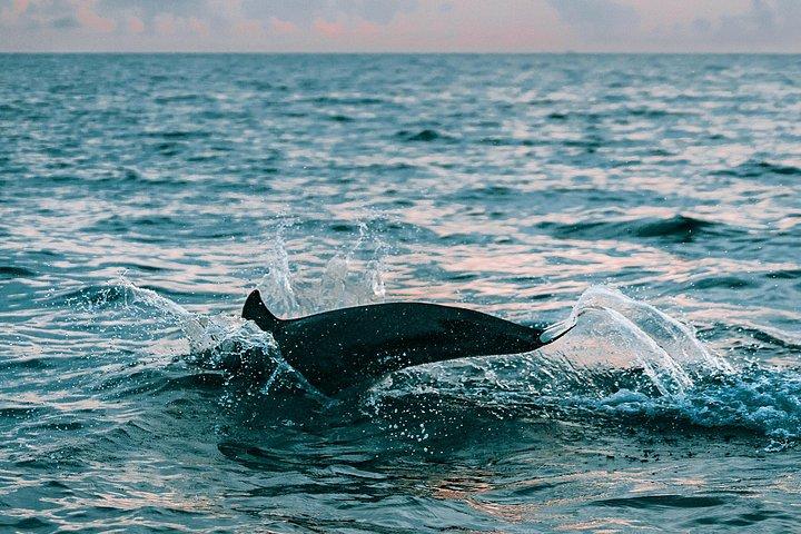Bali Lovina Dolphin Wacthing, nuoto e snorkeling Tour