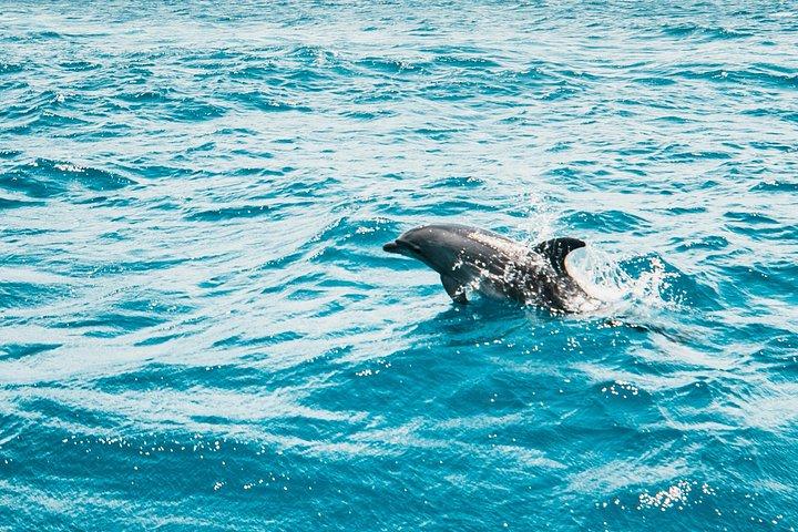 Bali Lovina Dolphin Wacthing, nuoto e snorkeling Tour