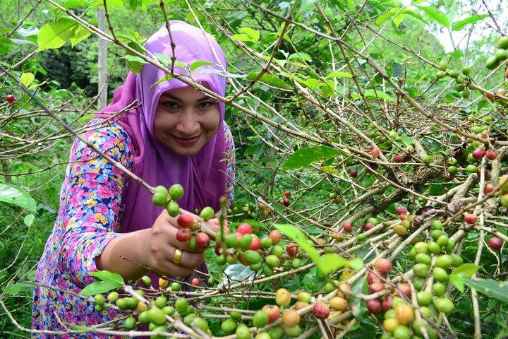 Fairview Coffee Farm Tour e grotta MauMau Paradiso perduto