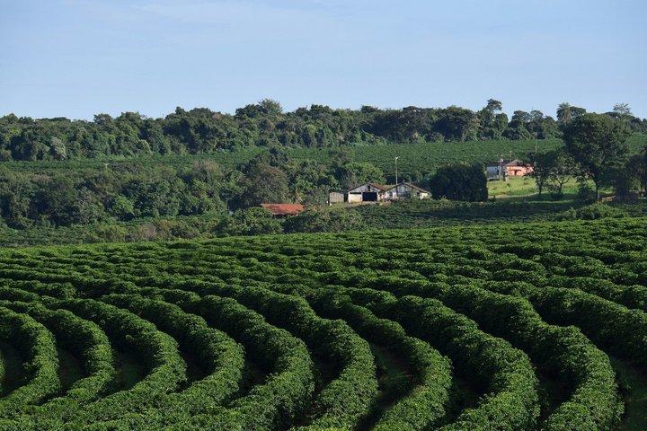 Fairview Coffee Farm Tour et grotte MauMau Paradis Perdu