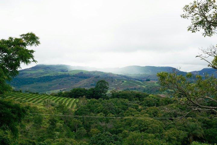 Fairview Coffee Farm Tour e grotta MauMau Paradiso perduto