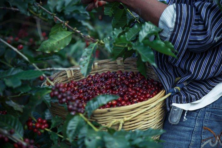 Fairview Coffee Farm Tour e grotta MauMau Paradiso perduto