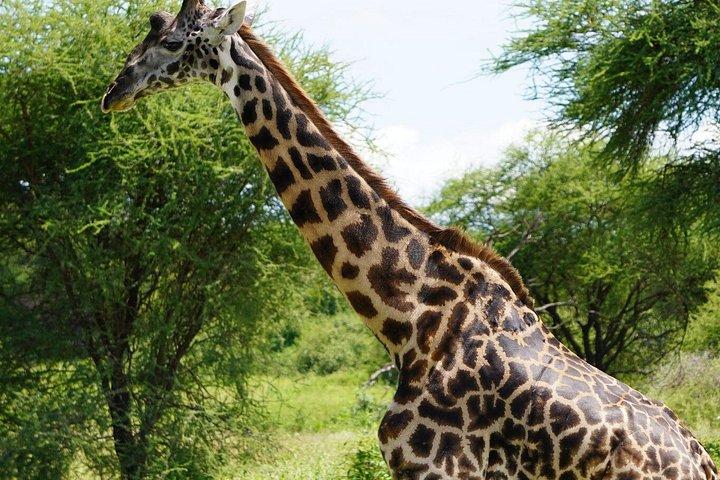 タランギルとンゴロンゴロサファリ2日間