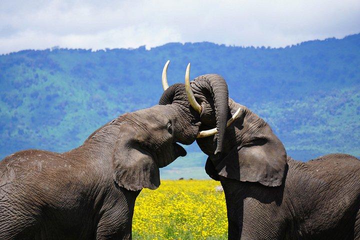 タランギルとンゴロンゴロサファリ2日間
